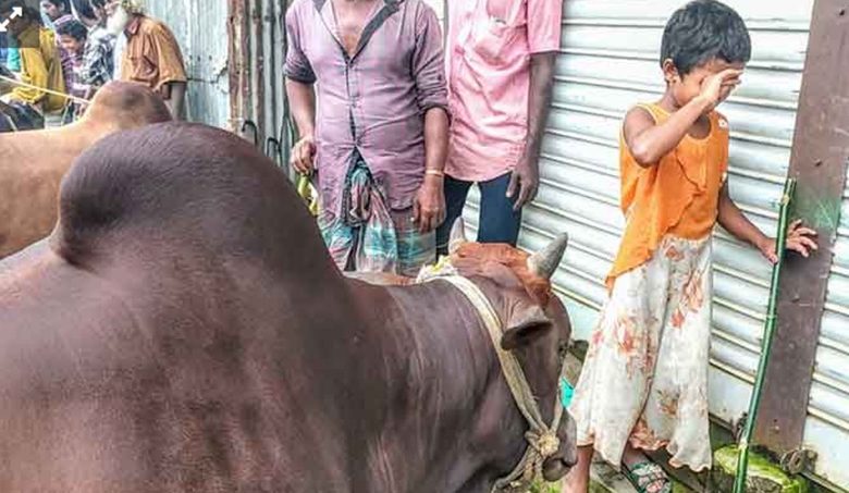 গরুর জন্য অঝোরে কাঁদছে শিশুটি