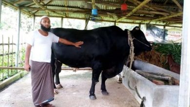 Photo of অবিক্রিত ৩০ মণের ‘পালোয়ান’, উপহার দিতে চান প্রধানমন্ত্রীকে