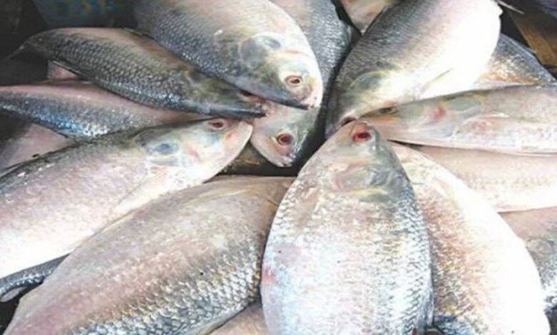 ২৫০ টাকা কেজিতে মিলছে ইলিশ