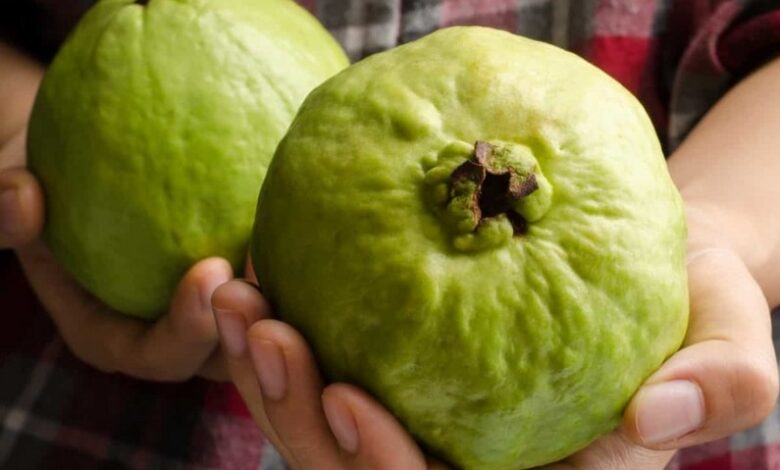 যে ১০টি কারণে পেয়ারা খাওয়া উচিৎ