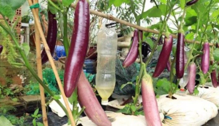 বাড়ির ছাদে প্লাস্টিকের বস্তা দিয়ে দূর্দান্ত কৌশলে বেগুন চাষ