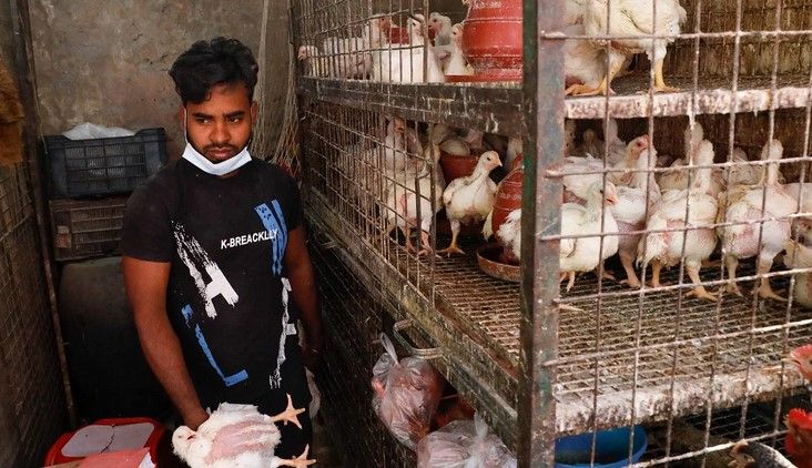 সিদ্ধান্তের পর কমেছে ব্রয়লার মুরগির দাম